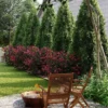 Fast Growing Trees Cool-Climate Privacy Kit