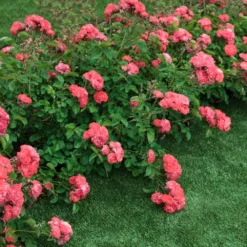 Fast Growing Trees Coral Drift® Rose See All Shrubs & Hedges