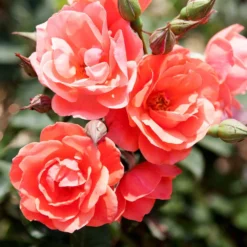Fast Growing Trees Coral Knock Out® Rose Shrub