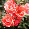 Fast Growing Trees Coral Knock Out® Rose Shrub 2 Fast Growing Trees Coral Knock Out® Rose Shrub