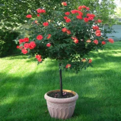 Fast Growing Trees Coral Knock Out® Rose Tree 6 Fast Growing Trees Coral Knock Out® Rose Tree