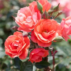 Fast Growing Trees Coral Knock Out® Rose Tree 7 Fast Growing Trees Coral Knock Out® Rose Tree