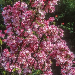Fast Growing Trees Coralburst® Crabapple Crabapple Trees
