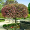 Fast Growing Trees Coralburst® Crabapple Crabapple Trees 1 Fast Growing Trees Coralburst® Crabapple Crabapple Trees