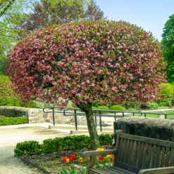 Fast Growing Trees Coralburst® Crabapple Crabapple Trees