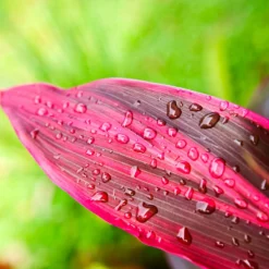 Fast Growing Trees Hawaiian Ti Plant 17 Fast Growing Trees Hawaiian Ti Plant