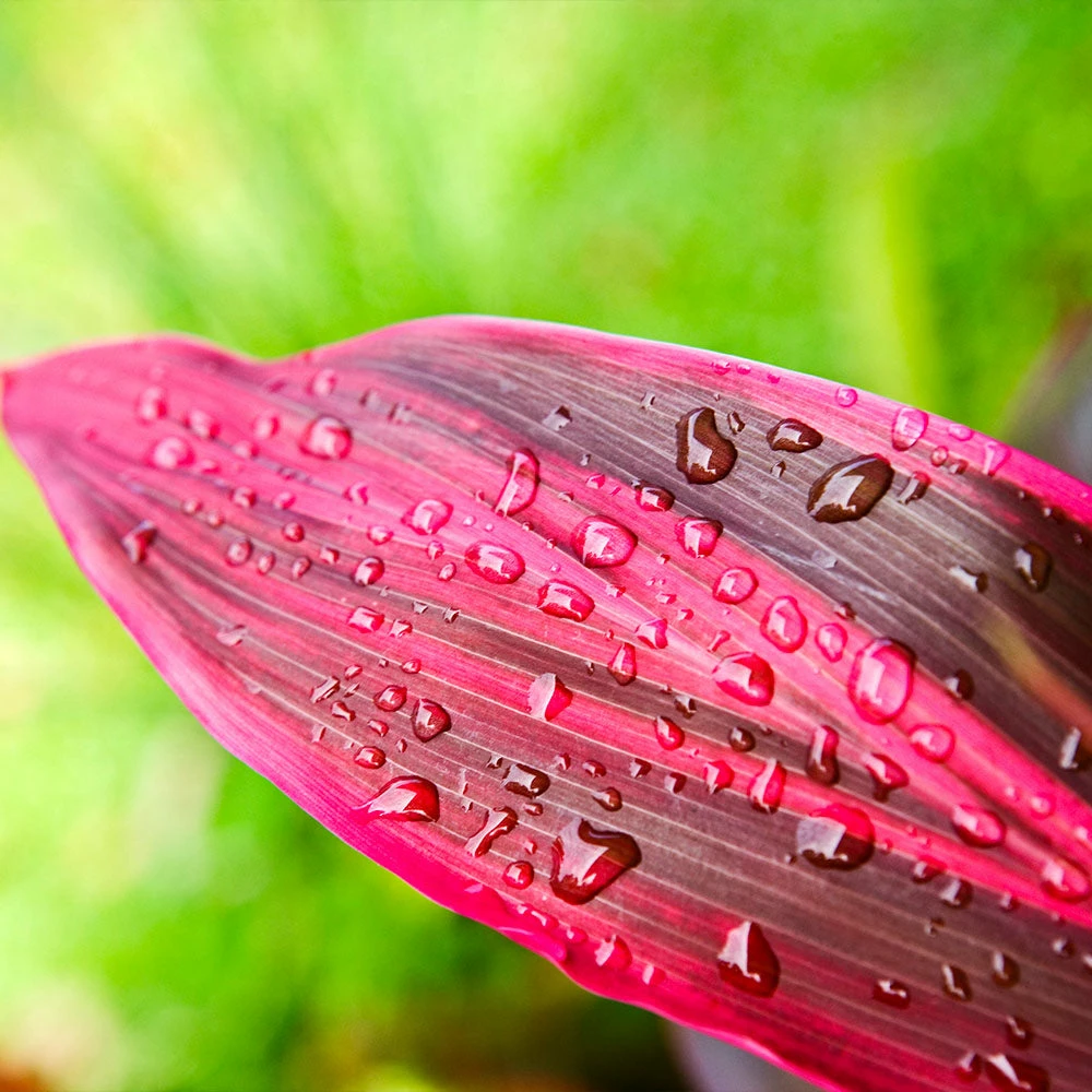 Fast Growing Trees Hawaiian Ti Plant 6 Fast Growing Trees Hawaiian Ti Plant