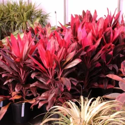 Fast Growing Trees Hawaiian Ti Plant 20 Fast Growing Trees Hawaiian Ti Plant