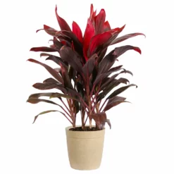 Fast Growing Trees Hawaiian Ti Plant 22 Fast Growing Trees Hawaiian Ti Plant