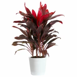 Fast Growing Trees Hawaiian Ti Plant 23 Fast Growing Trees Hawaiian Ti Plant