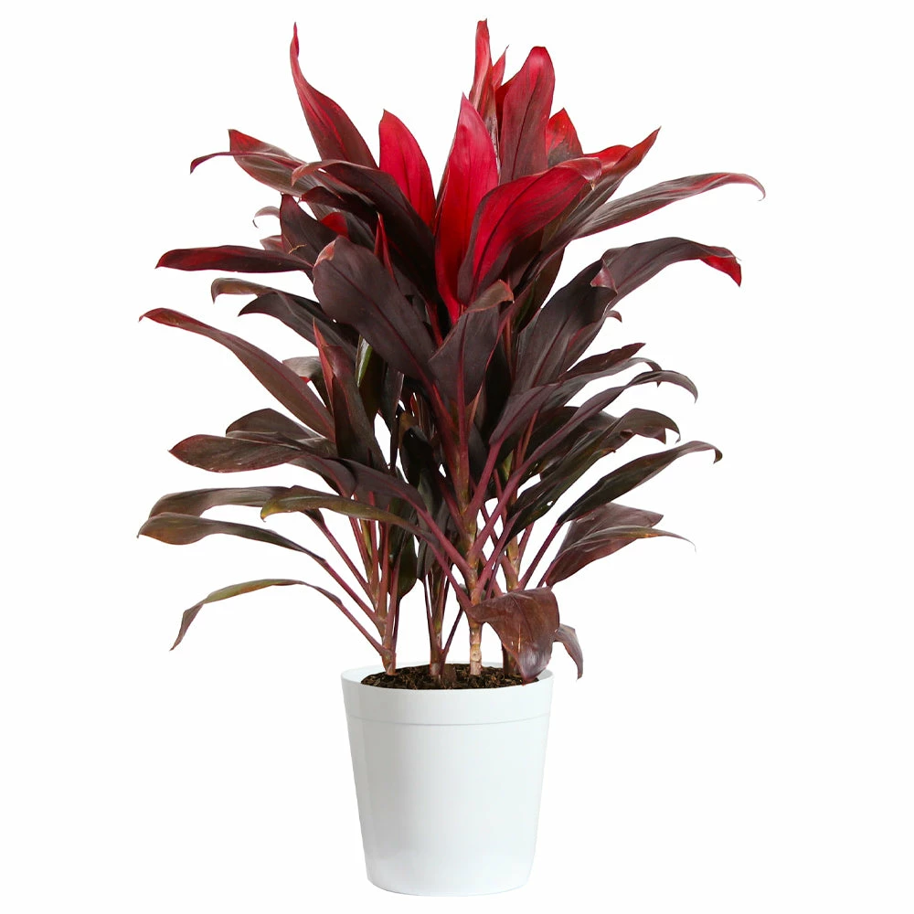 Fast Growing Trees Hawaiian Ti Plant 12 Fast Growing Trees Hawaiian Ti Plant