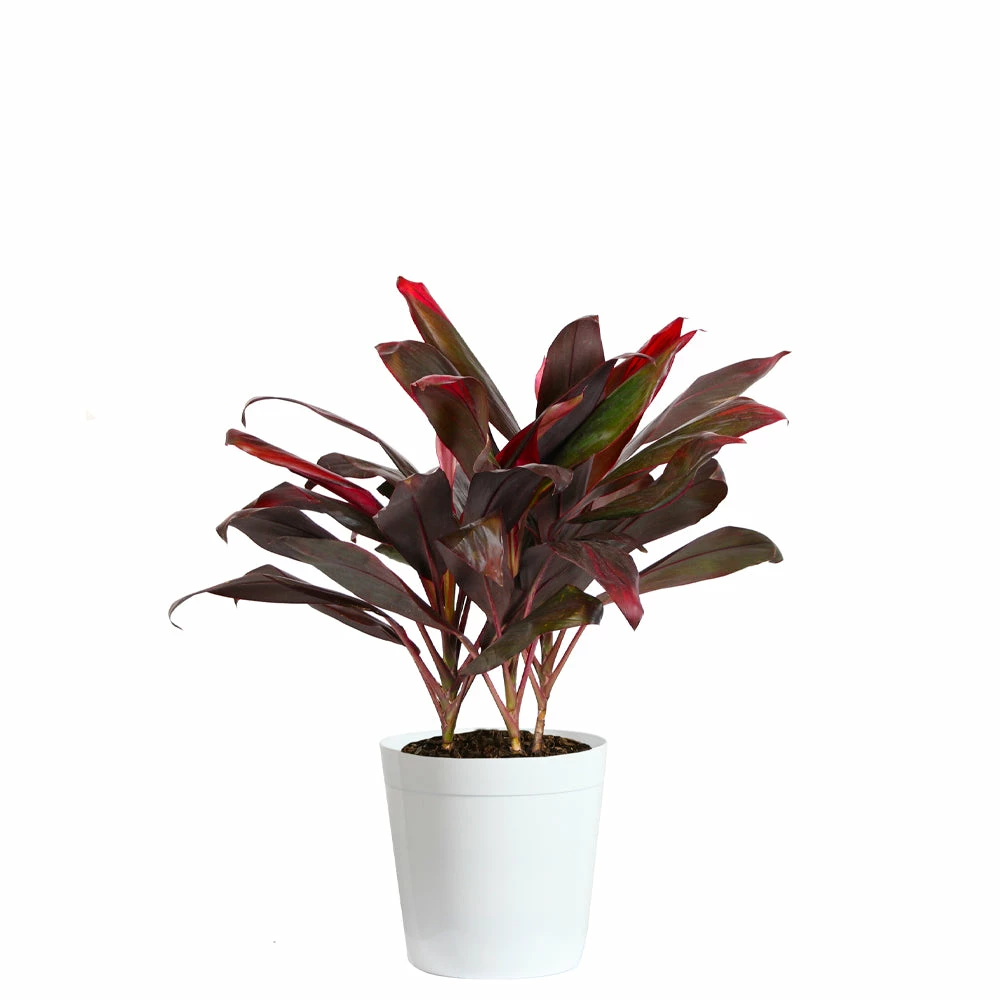 Fast Growing Trees Hawaiian Ti Plant 13 Fast Growing Trees Hawaiian Ti Plant