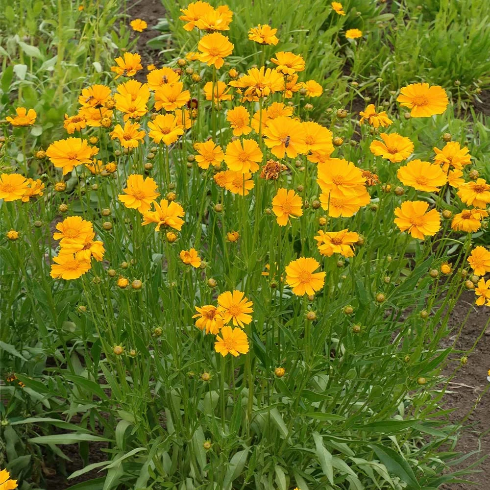 Fast Growing Trees Nana Coreopsis (Tickseed) Plant 6 Fast Growing Trees Nana Coreopsis (Tickseed) Plant