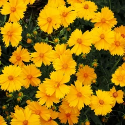 Fast Growing Trees Nana Coreopsis (Tickseed) Plant