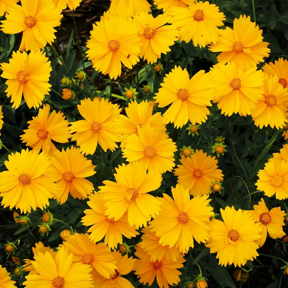Fast Growing Trees Nana Coreopsis (Tickseed) Plant 4 Fast Growing Trees Nana Coreopsis (Tickseed) Plant