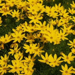 Fast Growing Trees See All Shrubs & Hedges Threadleaf Coreopsis Plant