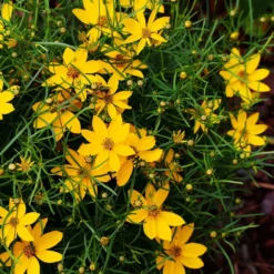 Fast Growing Trees See All Shrubs & Hedges Threadleaf Coreopsis Plant