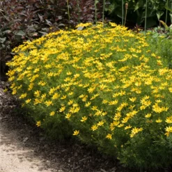 Fast Growing Trees See All Shrubs & Hedges Threadleaf Coreopsis Plant