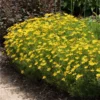 Fast Growing Trees See All Shrubs & Hedges Threadleaf Coreopsis Plant 2 Fast Growing Trees See All Shrubs & Hedges Threadleaf Coreopsis Plant