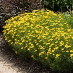 Fast Growing Trees See All Shrubs & Hedges Threadleaf Coreopsis Plant