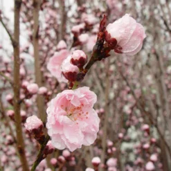 Fast Growing Trees Corinthian Rose Double Flowering Peach Tree 7 Fast Growing Trees Corinthian Rose Double Flowering Peach Tree