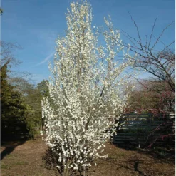 Fast Growing Trees Corinthian White Double Flowering Peach Tree