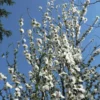 Fast Growing Trees Corinthian White Double Flowering Peach Tree