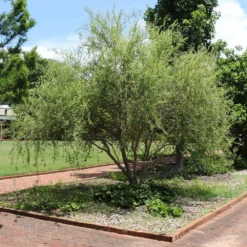 Fast Growing Trees Corkscrew Willow Tree Willow Trees