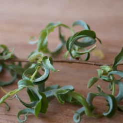 Fast Growing Trees Corkscrew Willow Tree Willow Trees