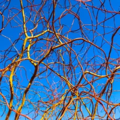 Fast Growing Trees Corkscrew Willow Tree Willow Trees