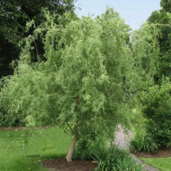 Fast Growing Trees Corkscrew Willow Tree Willow Trees