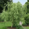 Fast Growing Trees Corkscrew Willow Tree Willow Trees