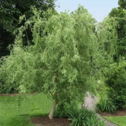 Fast Growing Trees Corkscrew Willow Tree Willow Trees