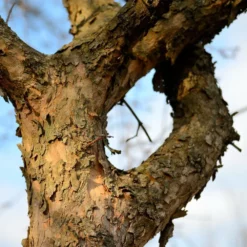 Fast Growing Trees Cornelian Cherry Dogwood Tree See All Fruit Trees