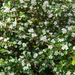 Fast Growing Trees See All Evergreen & Privacy Trees Coral Beauty Cotoneaster