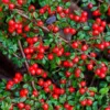 Fast Growing Trees See All Evergreen & Privacy Trees Coral Beauty Cotoneaster