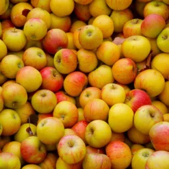 Fast Growing Trees Apple Trees Cox's Orange Pippin Apple Tree