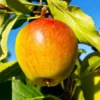 Fast Growing Trees Apple Trees Cox's Orange Pippin Apple Tree