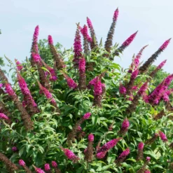 Fast Growing Trees CranRazz™ Butterfly Bush (Tree Form)