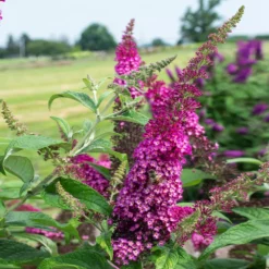 Fast Growing Trees CranRazz™ Butterfly Bush (Tree Form) 8 Fast Growing Trees CranRazz™ Butterfly Bush (Tree Form)
