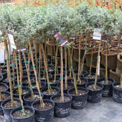 Fast Growing Trees Purple Flowers True Blue Butterfly Bush (Tree Form)