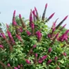 Fast Growing Trees CranRazz™ Butterfly Bush (Tree Form)