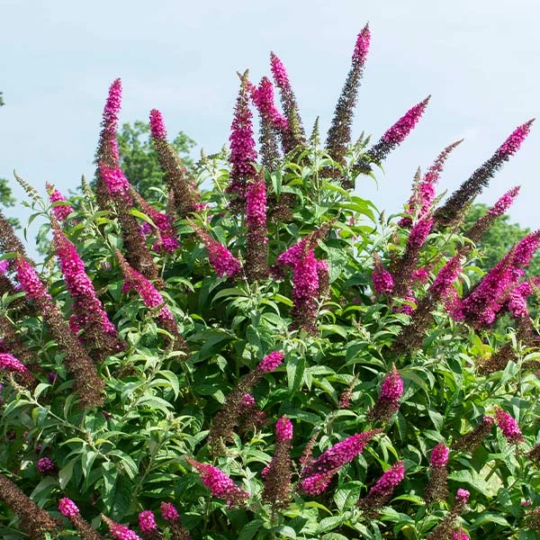 Fast Growing Trees CranRazz™ Butterfly Bush (Tree Form) 3 Fast Growing Trees CranRazz™ Butterfly Bush (Tree Form)