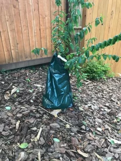 Fast Growing Trees Strawberry Dazzle® Dwarf Crape Myrtle 11 Fast Growing Trees Strawberry Dazzle® Dwarf Crape Myrtle