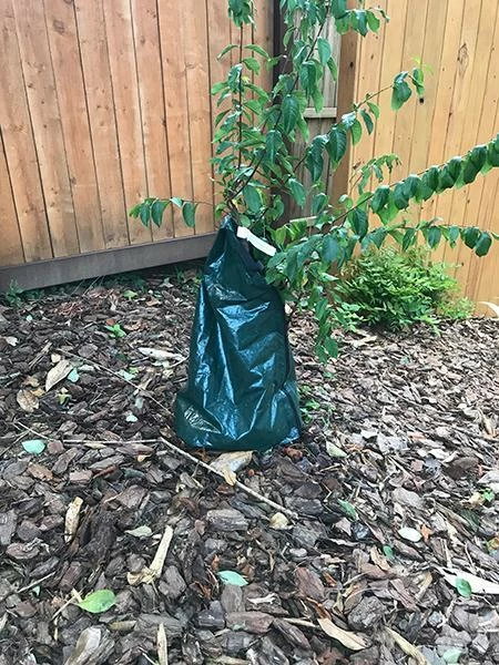 Fast Growing Trees Strawberry Dazzle® Dwarf Crape Myrtle 7 Fast Growing Trees Strawberry Dazzle® Dwarf Crape Myrtle