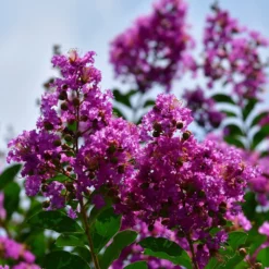 Fast Growing Trees Crape Myrtles Twilight Crape Myrtle