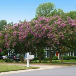Fast Growing Trees Crape Myrtles Twilight Crape Myrtle 10 Fast Growing Trees Crape Myrtles Twilight Crape Myrtle