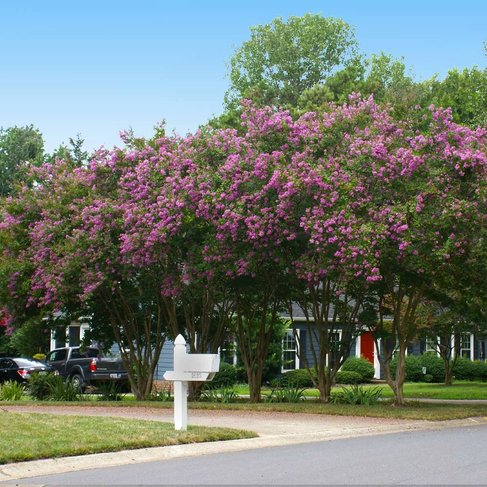 Fast Growing Trees Crape Myrtles Twilight Crape Myrtle 6 Fast Growing Trees Crape Myrtles Twilight Crape Myrtle