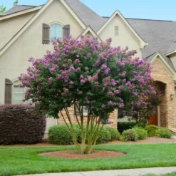 Fast Growing Trees Crape Myrtles Twilight Crape Myrtle 9 Fast Growing Trees Crape Myrtles Twilight Crape Myrtle