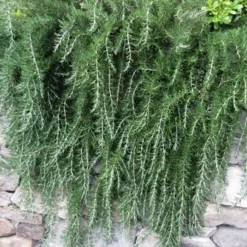 Fast Growing Trees Creeping Rosemary